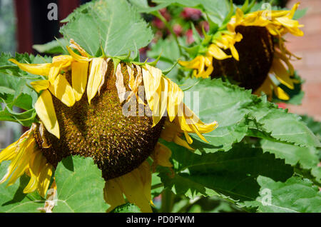 Sonnenblumen Blumen leiden in der Hitze und erhalten ihre besten Zeiten hinter sich. Stockfoto