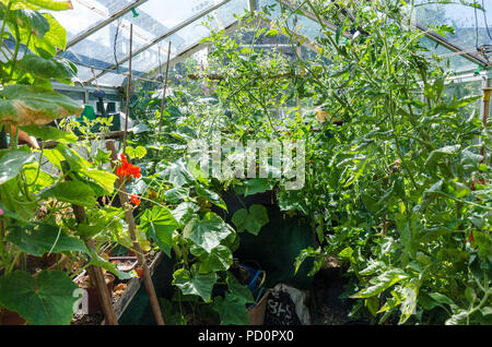 Tomaten und Gurken Pflanzen in einem Gewächshaus in einem englischen