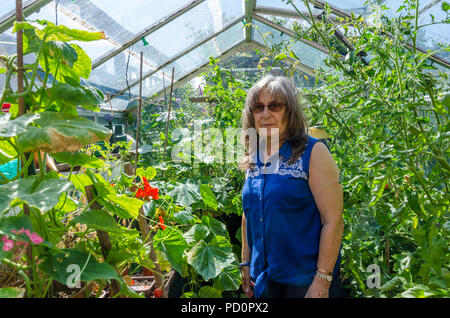 Eine Dame Umfragen die Tomate und Gurke Pflanzen, die wachsen in Ihrem Gewächshaus. Stockfoto