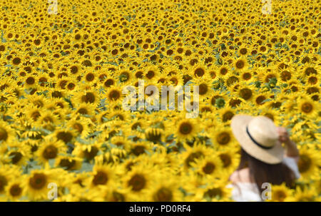 Eine Frau steht in einem Feld mit Sonnenblumen am Weinstock House Farm in der Nähe von Spalding, Lincolnshire, als das heiße Wetter fort. Stockfoto
