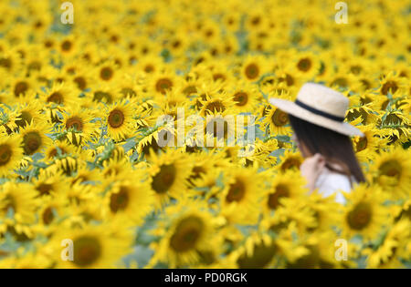 Eine Frau steht in einem Feld mit Sonnenblumen am Weinstock House Farm in der Nähe von Spalding, Lincolnshire, als das heiße Wetter fort. Stockfoto