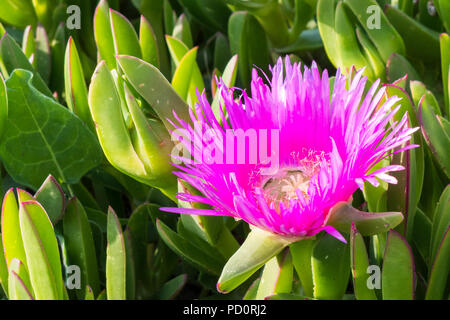 Carpobrotus ist eine Gattung der Boden - Kletterpflanzen mit saftigen Blätter und große Daisy - wie Blumen. Stockfoto