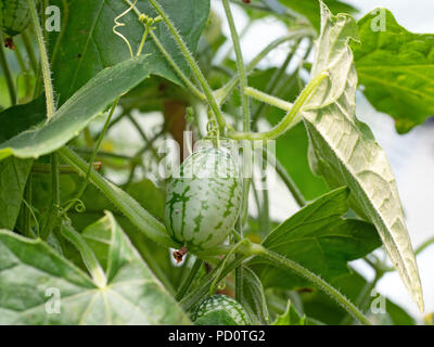 Melothria scabra aka Maus Melone, cucamelon Anlage mit Frucht der kleine Gurken, wie Melonen. Stockfoto