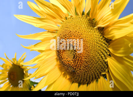 Eine Biene landet auf einem Sonnenblumen am Weinstock House Farm in der Nähe von Spalding, Lincolnshire, als einen anderen Zauberspruch von warmen Wetter schlägt Großbritannien. Stockfoto