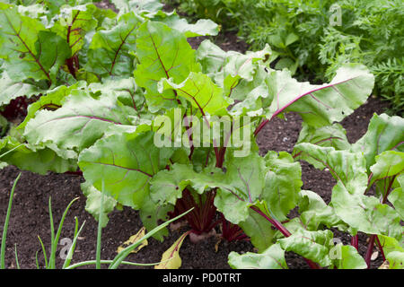 Rote Bete 'Boltardy' Stockfoto