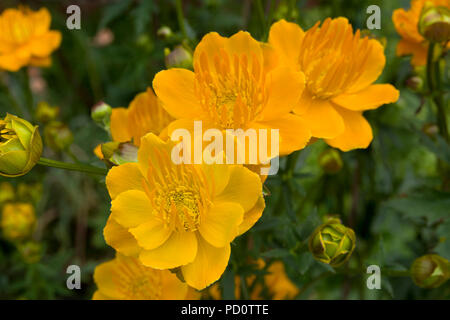 Trollblume Chinensis 'Golden Queen' Stockfoto