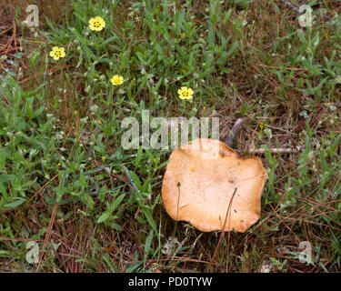 Suillus bovinus - Jersey Kuh Bolete Stockfoto