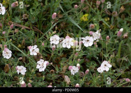 Silene Uniflora - Meer Campion Stockfoto