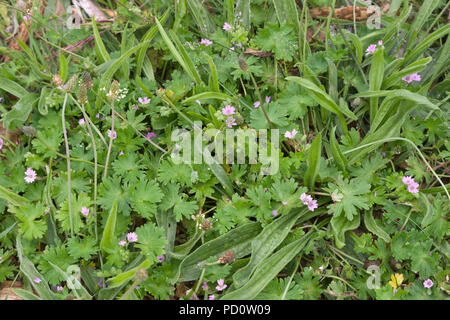 Der taube Fuß Cranesbil-Geranium mollel Stockfoto