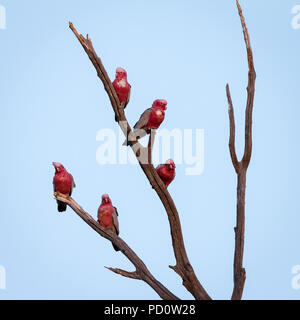 5 Galahs auf toten Baum Stockfoto