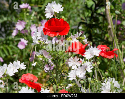 Malva moschata Alba, Moschus Malve - White Perfektion und rote orientalischen Mohn Stockfoto