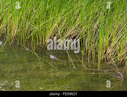 Ringelnatter Stockfoto