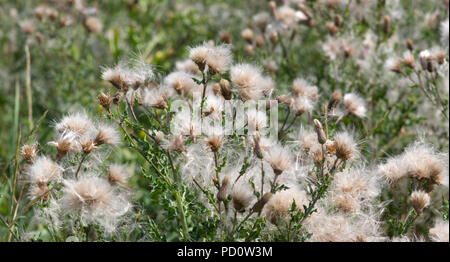 Creeping Thistle down Stockfoto