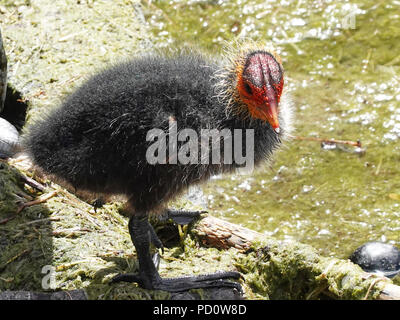 Juvenile eurasischen Blässhuhn (Fulica atra) in den Seen von Kopenhagen Stockfoto