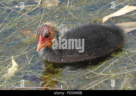 Juvenile eurasischen Blässhuhn (Fulica atra) in den Seen von Kopenhagen Stockfoto