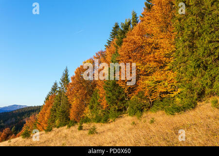 Schönen bunten Sonnenuntergang Szene mit Bäume im Herbst in den Karpaten, in der Ukraine. Rote, gelbe und grüne Blätter im Herbst bei Sonnenaufgang Licht Stockfoto
