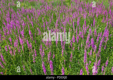 Bereich der Blutweiderich - Lythrum salicaria - Blumen, Frankreich. Stockfoto