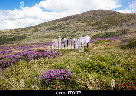 Wild Carneddau Ponys, Stute und Fohlen auf den Hügeln im Norden Snowdonia National Park im Sommer. Llanfairfechan, Conwy, Wales, Großbritannien, Großbritannien Stockfoto