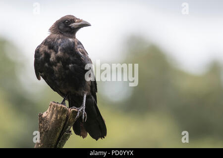 Juvenile Nebelkrähe (Corvus corone) auf Baumstumpf thront, RSPB Lochwinnoch, August 2018 Stockfoto