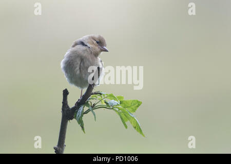 Jugendkriminalität weiblichen Buchfink (Fringilla coelebs) auf Ast sitzend Stockfoto