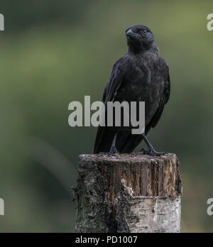 Dohle (Coloeus monedula) auf Baumstumpf gehockt Stockfoto