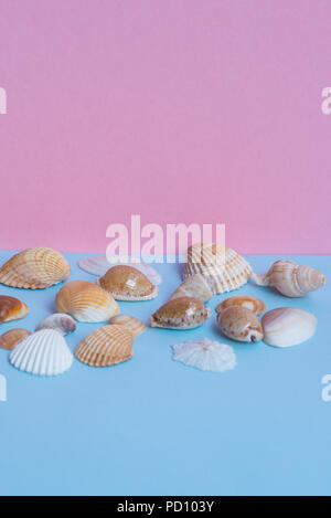 Verschiedene Muscheln auf einem hellen Blau und Rosa Hintergrund mit unterschiedlichen Ansichten und viele Copyspace. Minimalistisches Bild, das Erfassen der Geist der Sommer. Stockfoto