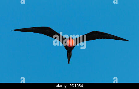 Prachtvolle Fregatte Vogel fliegen mit seinem roten Hals Tasche aufgeblasen. Stockfoto