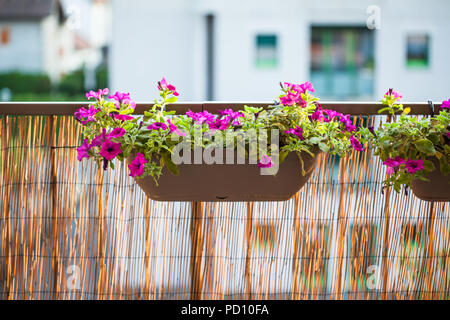 Sommer Balkon Garten bei Sonnenuntergang Beleuchtung: schöne bunte violett, magenta petunia Blumen in Balkon hängenden Töpfe Stockfoto