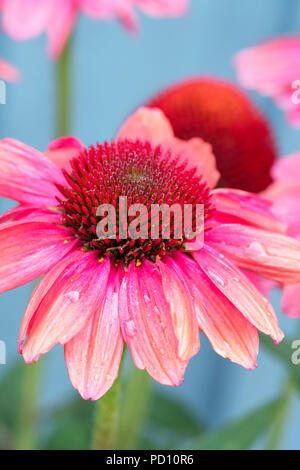 Rosa Kegel Blüte (Echinacea) Stockfoto