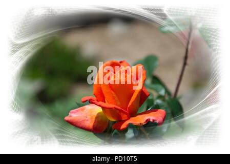 Bloming Bereich Rose - öffnung Blütenblätter einer Rosenblüte, Fading frame Design Stockfoto