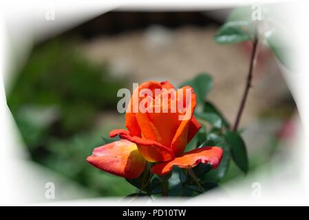 Bloming Bereich Rose - öffnung Blütenblätter einer Rosenblüte, Fading frame Design Stockfoto