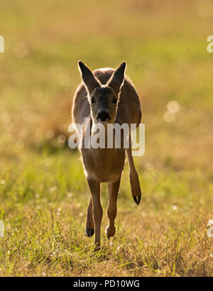 Ein wilder Rehe (Capreolus capreolus) Kitz, Warwickshire Stockfoto