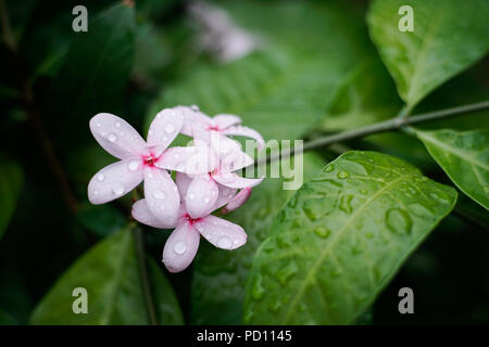 Rosa kopsia, kopsia fruticosa Blumen mit Regentropfen im Garten Stockfoto