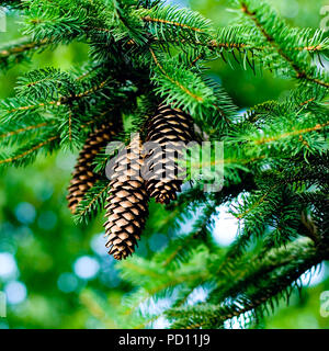 Kiefernzapfen hängen von den Ästen eines immergrünen Baum Stockfoto