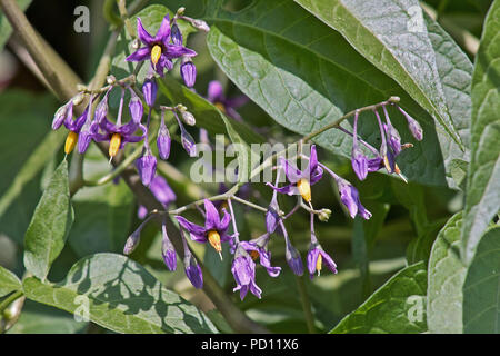 Blumen und Blätter von Solanum dulcamara, auch als Bittersüße, Bittersüßer Nachtschatten, snakeberry, Woody nightshade, Latina, Latium, Italien. Stockfoto