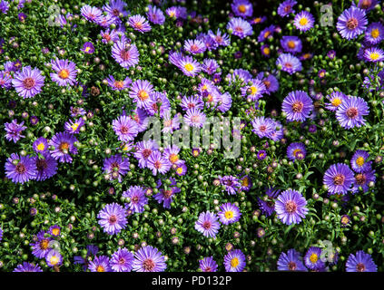Lavendelfarbene Aster, Chanticleer Garden, Pennsylvania, USA, formale Gärten, Farbenfroher Garten isoliert botanische mehrjährige Bepflanzung Stockfoto