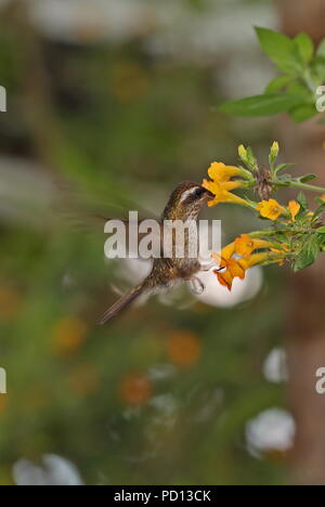 Gesprenkelte Kolibri (Adelomyia melanogenys maculata) erwachsenen Schweben, Fütterung im Flower Vinicio Birdwatchers House, Nono-Mindo Straße, Ecuador Stockfoto