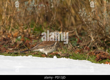 Wacholderdrossel, Turdus pilaris, Alleinstehenden stehen auf Schnee im Garten. Lea Valley, Essex, Großbritannien. Stockfoto