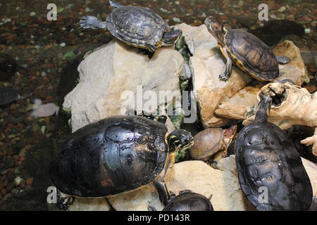 Gemalte Schildkröten, die sich in ihrem natürlichen Lebensraum auf Felsen und Steinen Vergnügen. Stockfoto