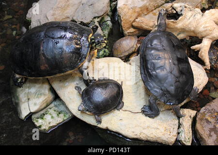 Gemalte Schildkröten, die sich in ihrem natürlichen Lebensraum Vergnügen. Stockfoto