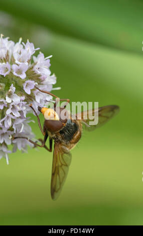 Volucella inanis Hoverfly (Syrphidae), England, Großbritannien Stockfoto