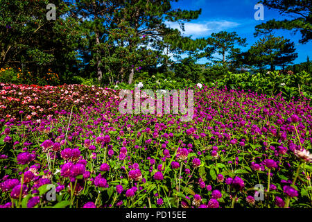 Rot Magenta Blumen füllen Sie den Rahmen von der Seite an der buddhistischen Tempel zu Seite, nachdem Sie die Kappe Treo Seilbahn in Dalat. Stockfoto