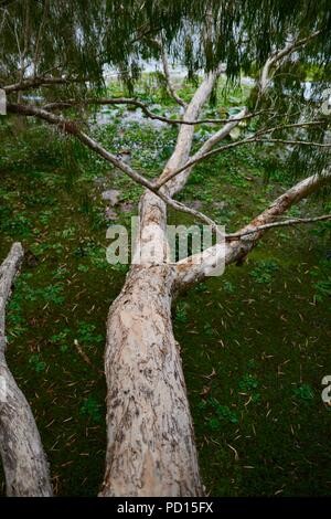 Paperbark Bäume melaleucas wächst in der Nähe eines Flusses, Booroona Wanderweg auf der Ross River, Rasmussen, QLD 4815, Australien Stockfoto