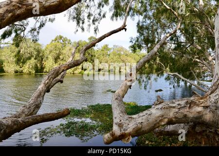 Paperbark Bäume melaleucas wächst in der Nähe eines Flusses, Booroona Wanderweg auf der Ross River, Rasmussen, QLD 4815, Australien Stockfoto