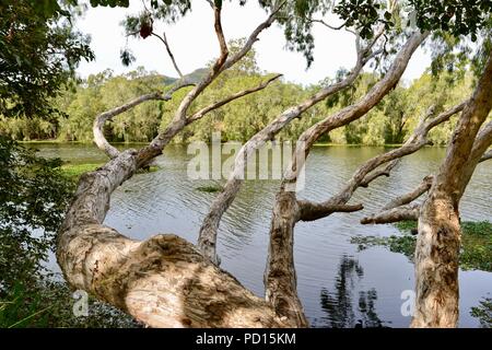 Paperbark Bäume melaleucas wächst in der Nähe eines Flusses, Booroona Wanderweg auf der Ross River, Rasmussen, QLD 4815, Australien Stockfoto