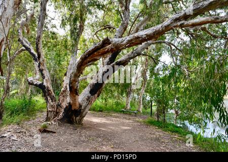 Paperbark Bäume melaleucas wächst in der Nähe eines Flusses, Booroona Wanderweg auf der Ross River, Rasmussen, QLD 4815, Australien Stockfoto