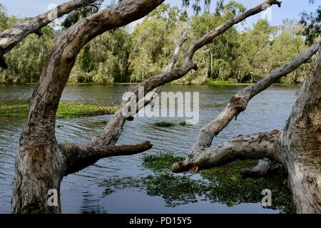 Paperbark Bäume melaleucas wächst in der Nähe eines Flusses, Booroona Wanderweg auf der Ross River, Rasmussen, QLD 4815, Australien Stockfoto