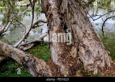 Paperbark Bäume melaleucas wächst in der Nähe eines Flusses, Booroona Wanderweg auf der Ross River, Rasmussen, QLD 4815, Australien Stockfoto