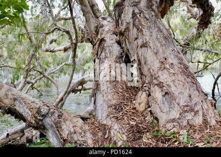 Paperbark Bäume melaleucas wächst in der Nähe eines Flusses, Booroona Wanderweg auf der Ross River, Rasmussen, QLD 4815, Australien Stockfoto