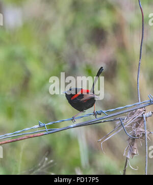 Red-backed Märchen wren (Malurus melanocephalus), Biboohra, Atherton Tableland, Far North Queensland, FNQ, QLD, Australien Stockfoto